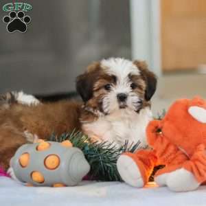 Elsie, Shih Tzu Puppy