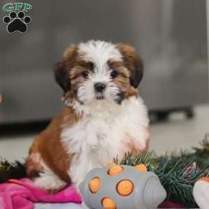 Elsie, Shih Tzu Puppy