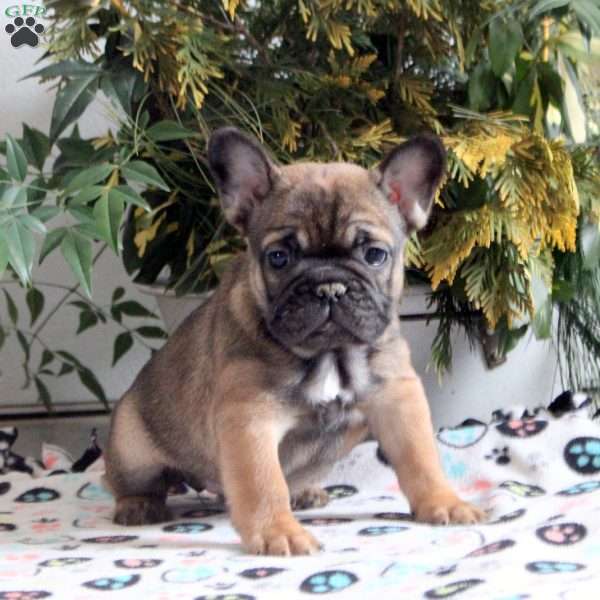 Elsie, French Bulldog Puppy