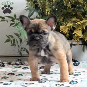 Elsie, French Bulldog Puppy