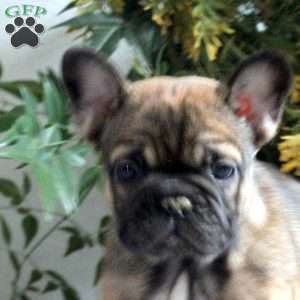 Elsie, French Bulldog Puppy