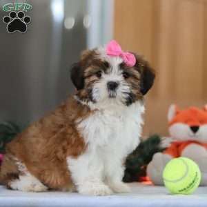 Elsie, Shih Tzu Puppy
