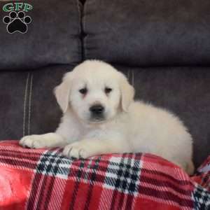 Emanuel, English Cream Golden Retriever Puppy