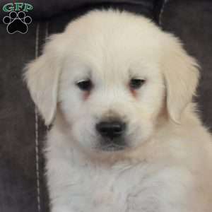 Emanuel, English Cream Golden Retriever Puppy
