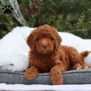 Ember, Mini Goldendoodle Puppy