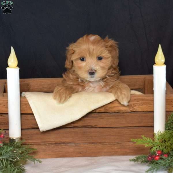 Ember, Maltipoo Puppy