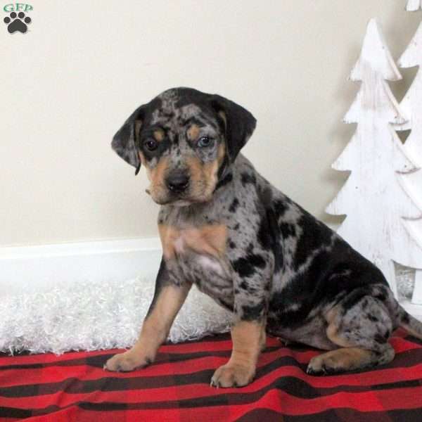Ember, Catahoula Bulldog Puppy