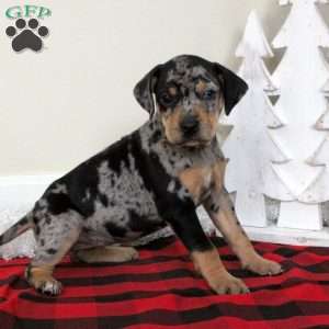 Ember, Catahoula Bulldog Puppy