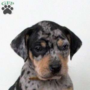 Ember, Catahoula Bulldog Puppy