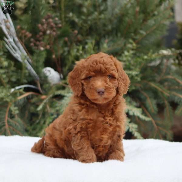 Ember, Mini Goldendoodle Puppy