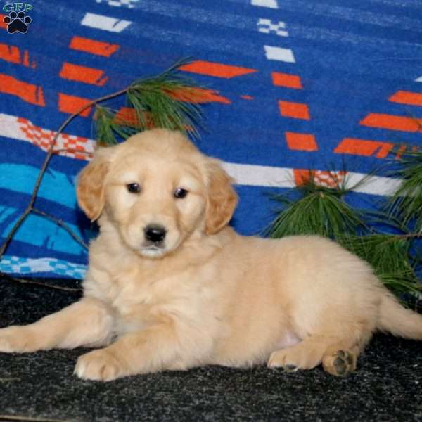 Emily, Golden Retriever Puppy