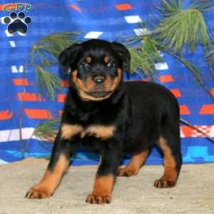 Emily, Rottweiler Puppy