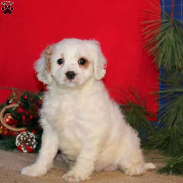 Emily, Cavapoo Puppy