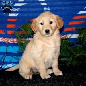 Emily, Golden Retriever Puppy