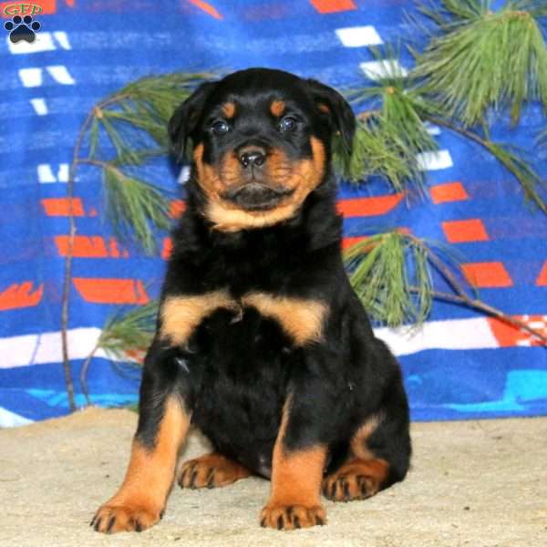 Emily, Rottweiler Puppy