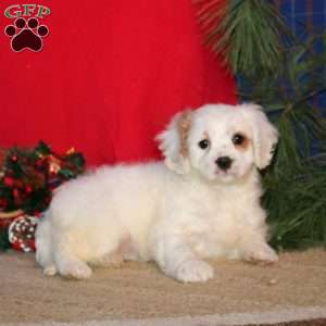 Emily, Cavapoo Puppy