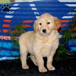 Emily, Golden Retriever Puppy