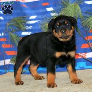 Emily, Rottweiler Puppy
