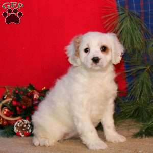 Emily, Cavapoo Puppy