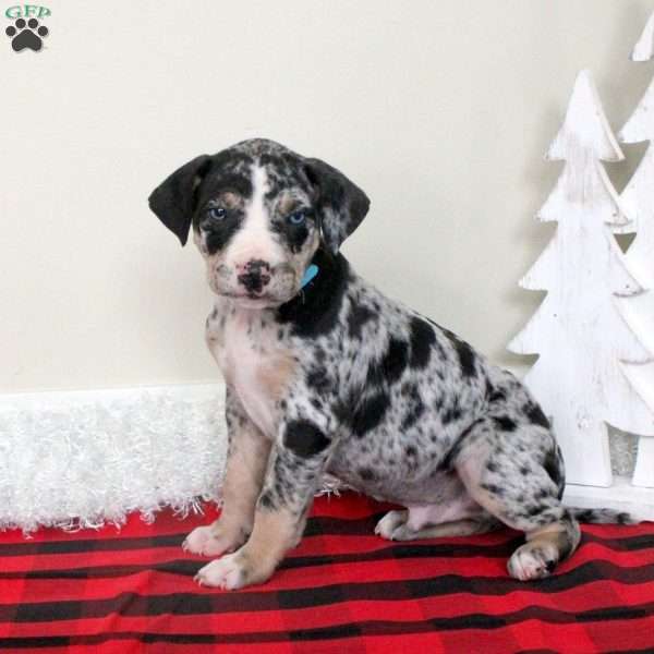 Enzo, Catahoula Bulldog Puppy