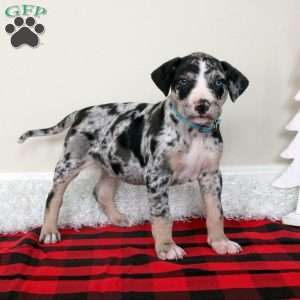 Enzo, Catahoula Bulldog Puppy