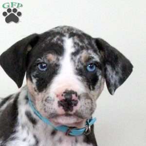 Enzo, Catahoula Bulldog Puppy