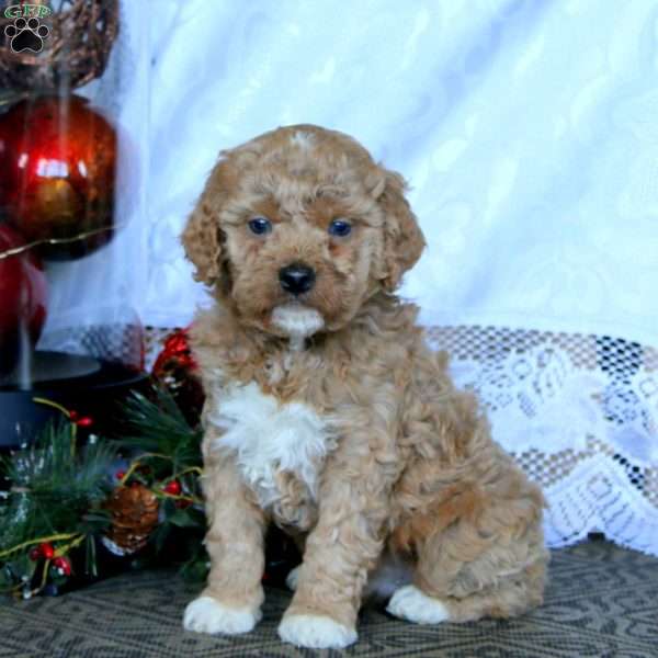 Eric, Miniature Poodle Puppy