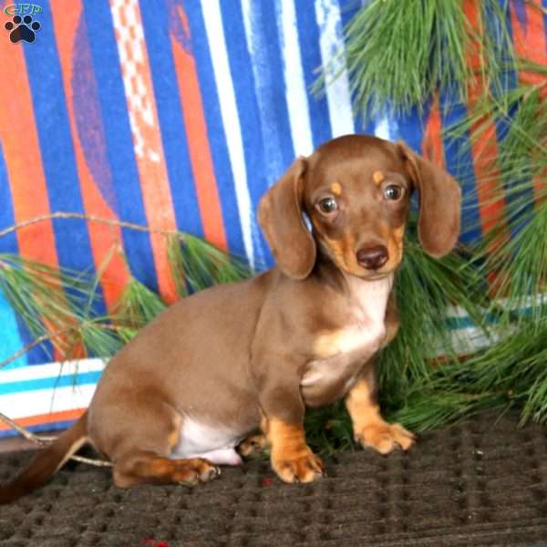 Eric, Dachshund Puppy
