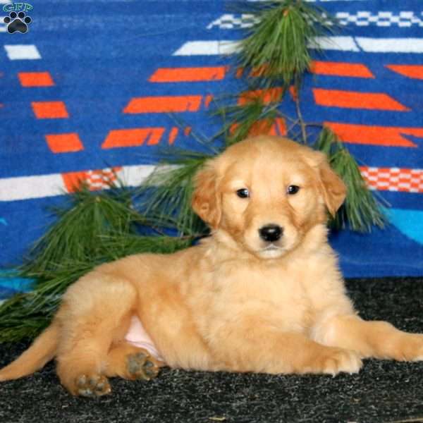 Eric, Golden Retriever Puppy