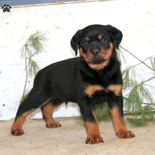 Eric, Rottweiler Puppy