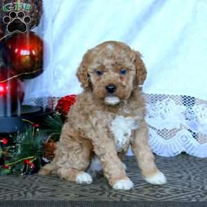 Eric, Miniature Poodle Puppy