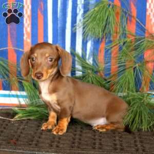 Eric, Dachshund Puppy
