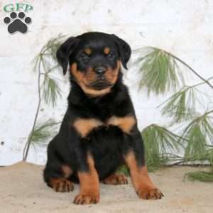 Eric, Rottweiler Puppy