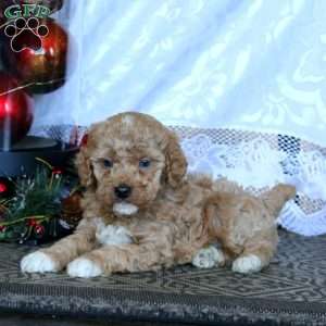Eric, Miniature Poodle Puppy