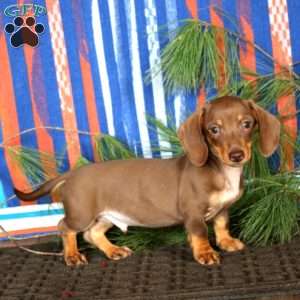Eric, Dachshund Puppy