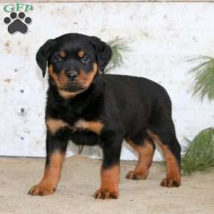 Eric, Rottweiler Puppy