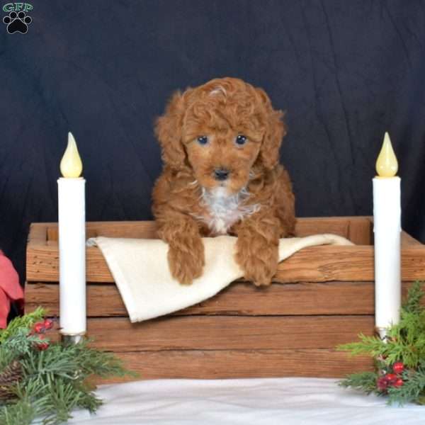 Ernie, Maltipoo Puppy