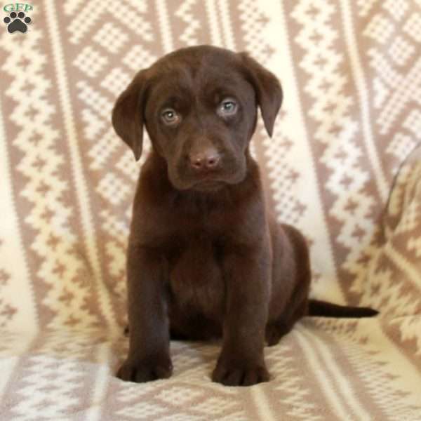 Ernie, Chocolate Labrador Retriever Puppy