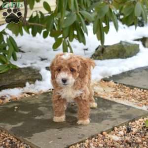 Ernie, Cavapoo Puppy