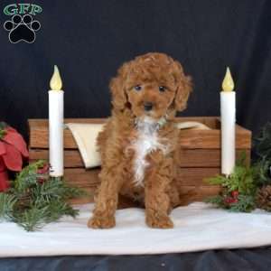 Ernie, Maltipoo Puppy