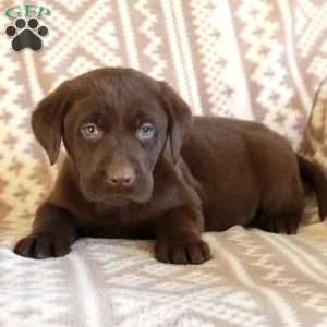 Ernie, Chocolate Labrador Retriever Puppy