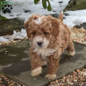 Ernie, Cavapoo Puppy