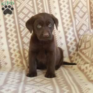 Ernie, Chocolate Labrador Retriever Puppy