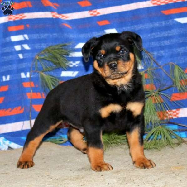 Ernie, Rottweiler Puppy