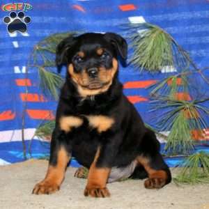 Ernie, Rottweiler Puppy
