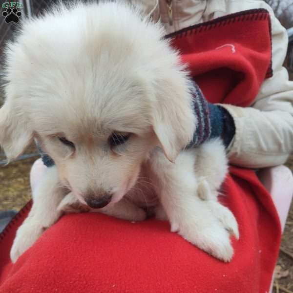 Esmerelda, Great Pyrenees Puppy
