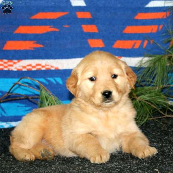 Esther, Golden Retriever Puppy