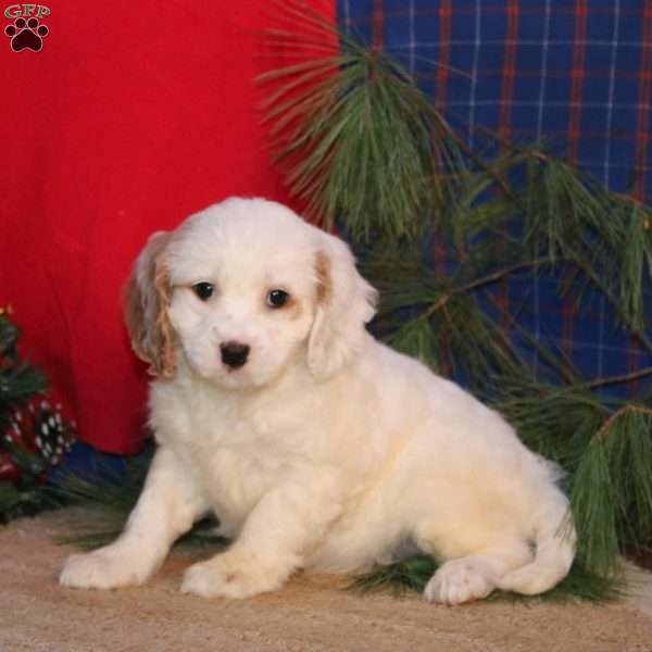 Esther, Cavapoo Puppy