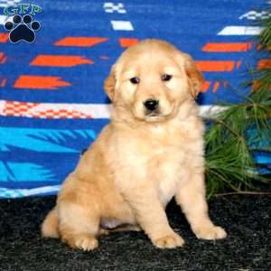 Esther, Golden Retriever Puppy