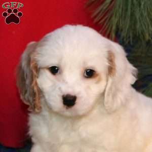 Esther, Cavapoo Puppy